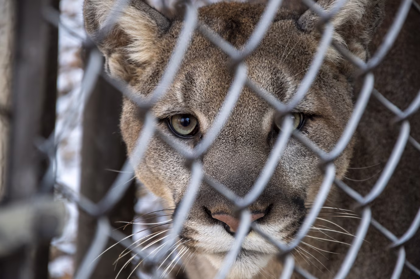 puma in cage